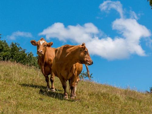 Unsere Kühe Unsere Kühe