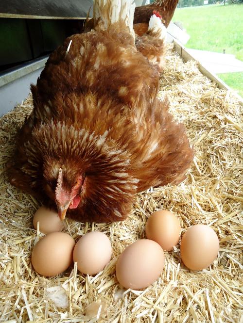 Hof-Huhn