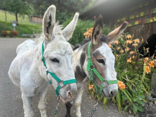 Bubi und Fridolin bereit für die Wanderung