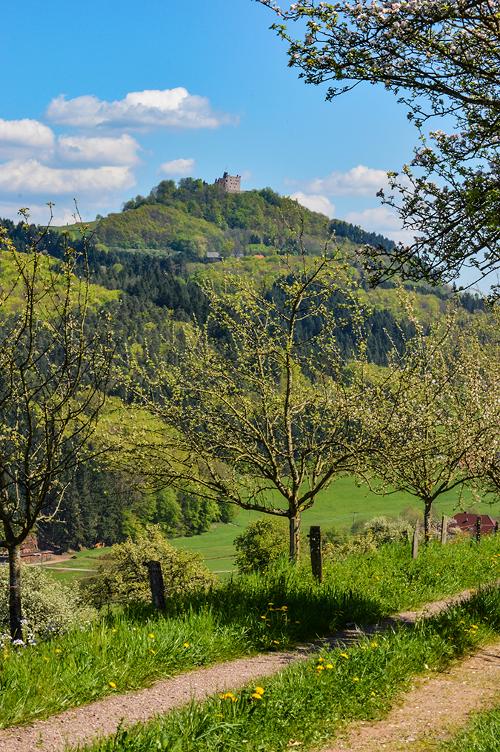 Frühling mit Blick zur Burgruine Geroldseck