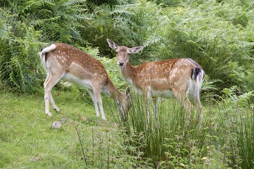 Damwild am Haghof