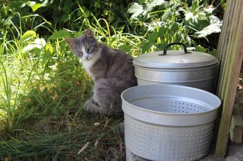 Katze mit Dekoration