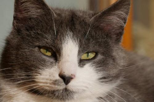 Katze