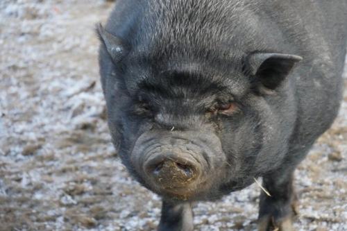 Hängebauchschwein Asterix