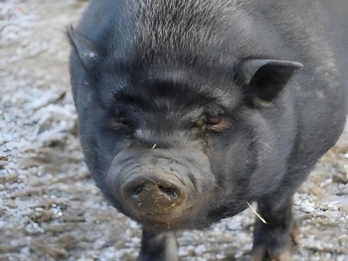 Hängebauchschwein Asterix