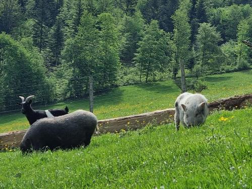 Hängebauchschweine und Ziege