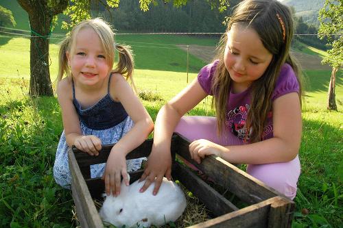 Hase