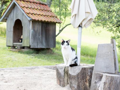 Unser Hofkater Unser Hofkater