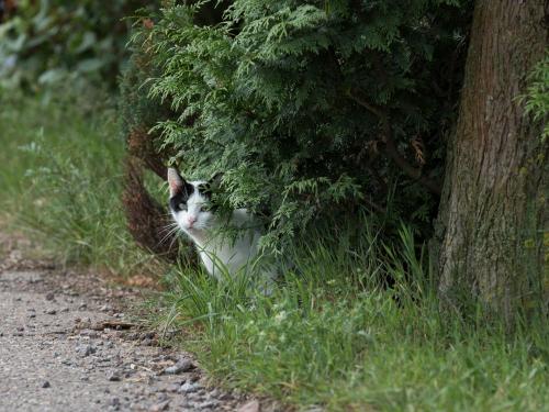 Stiller Beobachter Stiller Beobachter