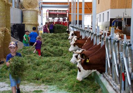 Im Stall vom Erlebnisbauernhof Kopf