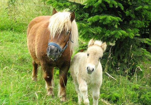 Unsere Tiere