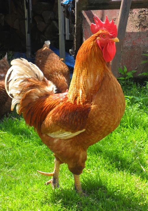 Unsere Tiere