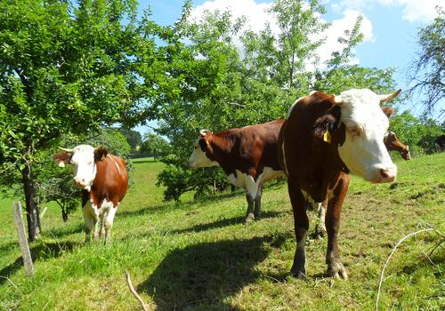 Unsere Tiere