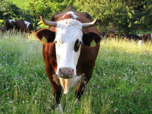 Eine unserer Milchkühe Eine unserer Milchkühe