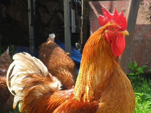 Stolzer Hahn Stolzer Hahn