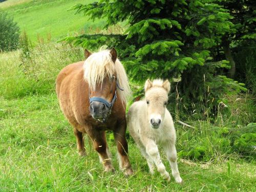 Pony mit Fohlen Pony mit Fohlen