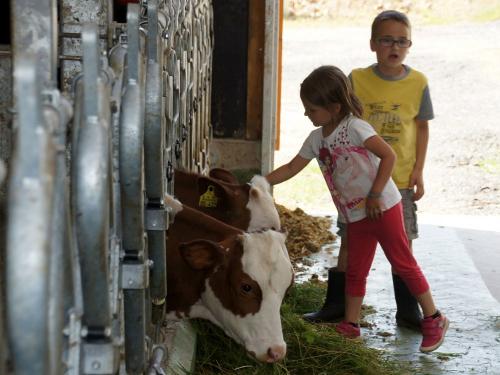 Kühe füttern und streicheln Kühe füttern und streicheln