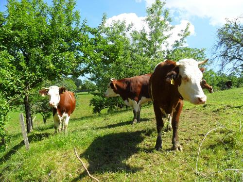 Auf der Weide Auf der Weide