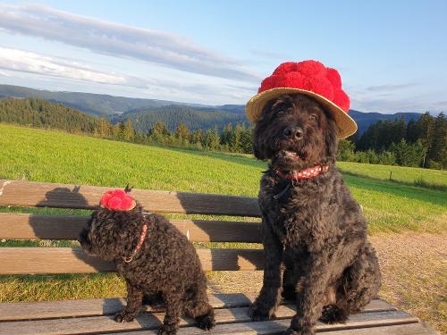 Wohlfühlen im Schwarzwald !