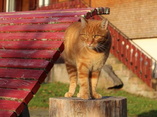Hofkater Filou