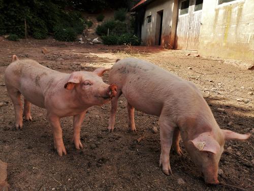 Unsere Schweine genießen ihr Leben