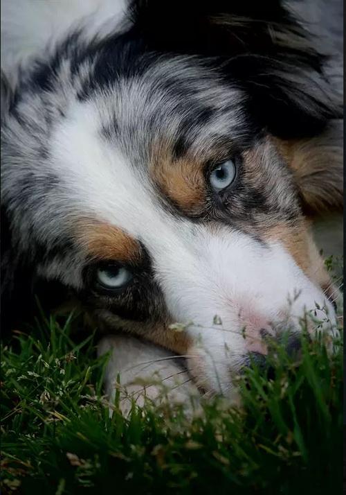 hund