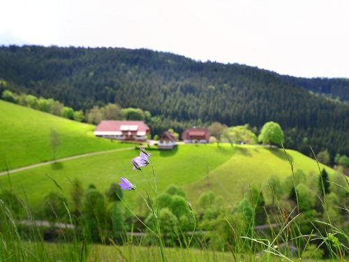 Panorama - Blick auf den Fussbauernhof