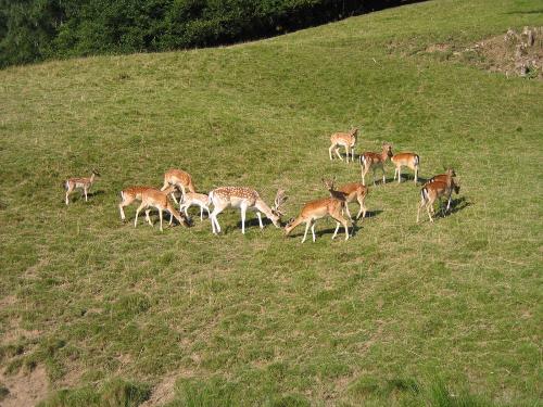 Unser Dammwildgehege