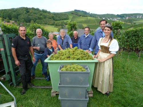 Weinlese auf dem Dilgerhof
