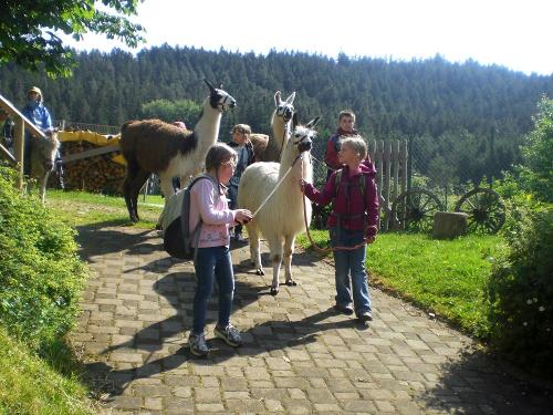 Ausflug mit den Lamas