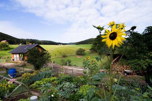Blühender Bauerngarten