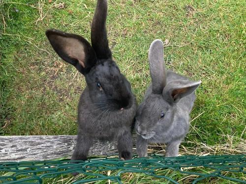 Unsere Hasen