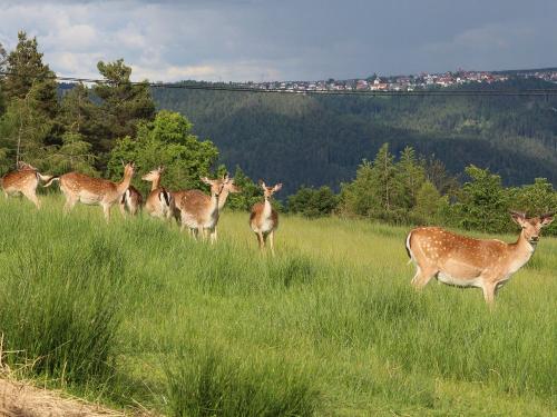 Unser Damwild