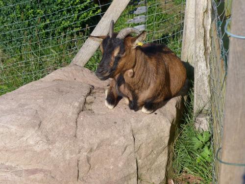 Unsere Ziege