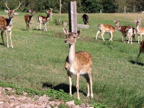 Unser Damwild
