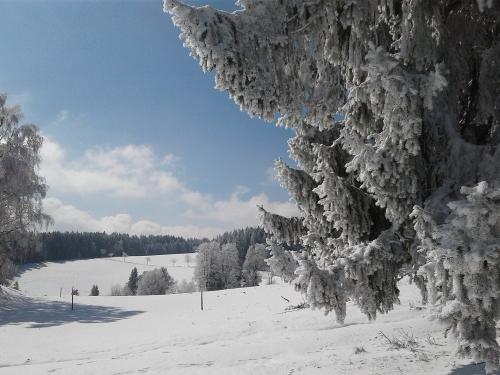 fotossep.20181805