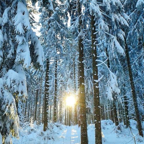 wintersonne
