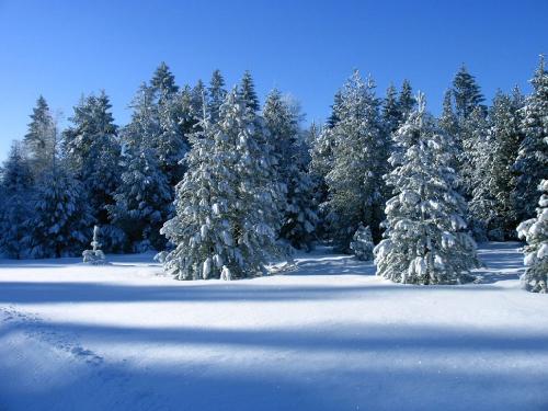 winterwald