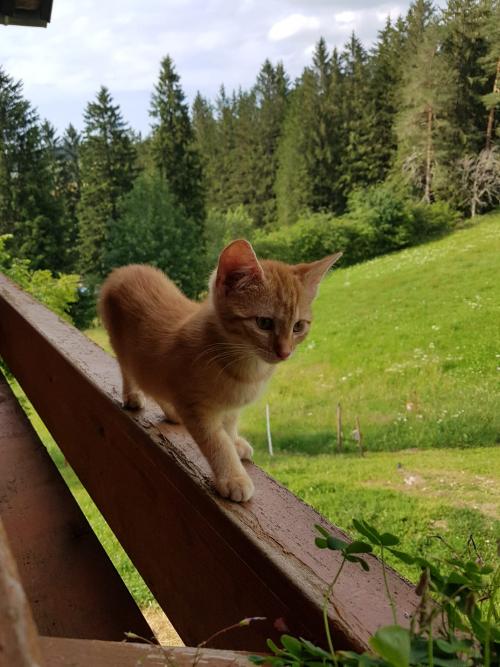 katze