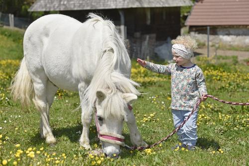 Unser Pony Robby