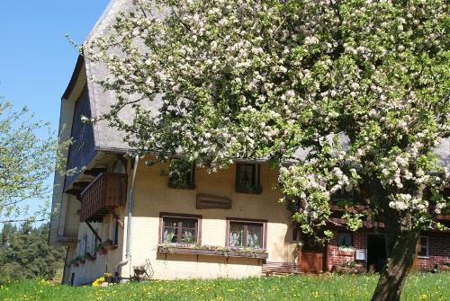 blühender Frühling