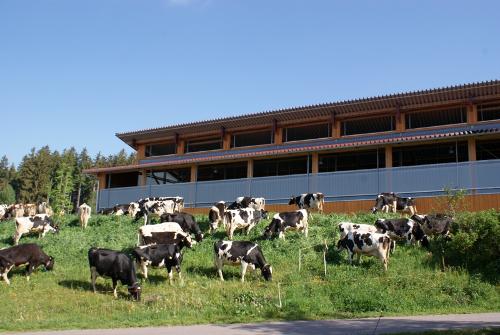 Kühe