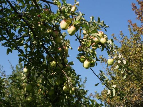 Hofeigenes Streuobst