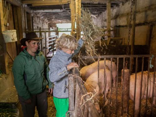 Tierfütterung Schweine