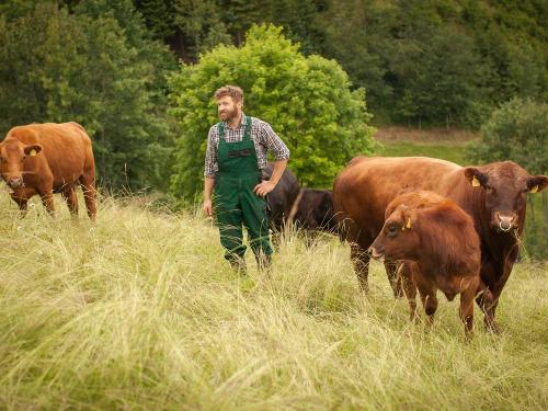  Angus Mutterkuh Herde mit Bauer Bernd