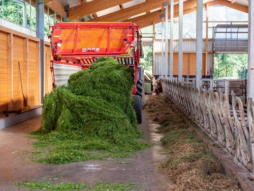 Frisches Gras für die Kühe