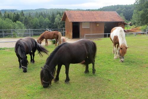 Die Ponys haben Pause