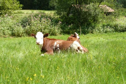 Auf der Sommerweide