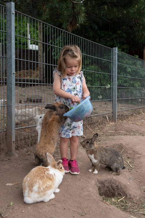 Die Häschen freuen sich über frisches Gras
