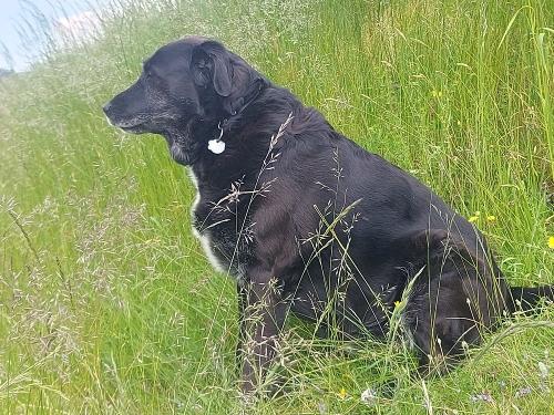 Hofhund Benny